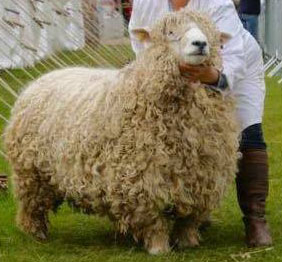 Devon and Cornwall longwool ram